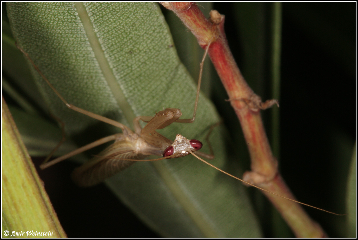 Mantodea d''Israele: Miomantis telavivensis